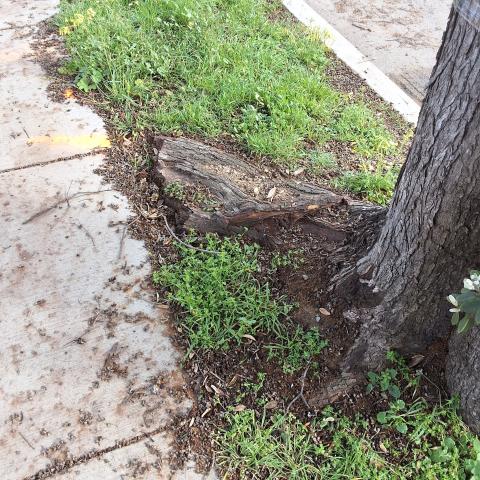 801 Silver Avenue tree