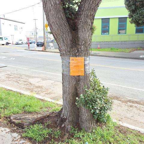 801 Silver Avenue tree