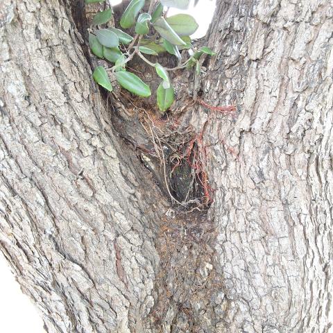 801 Silver Avenue tree