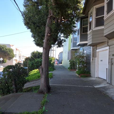 919 Ingerson Ave. tree