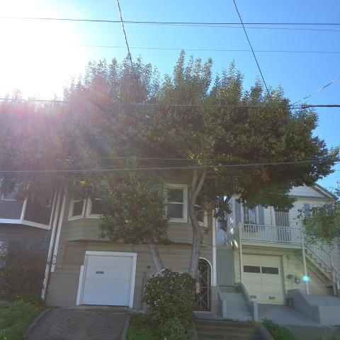 919 Ingerson Ave. tree