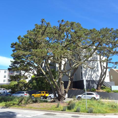 1368 DeHaro Street tree