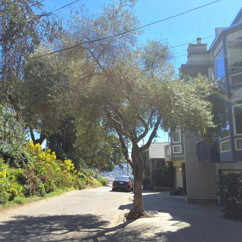 1368 DeHaro Street tree