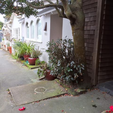 156 Woodland Avenue tree