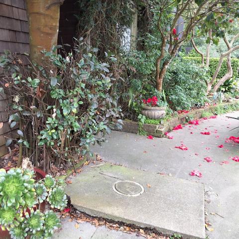 156 Woodland Avenue tree