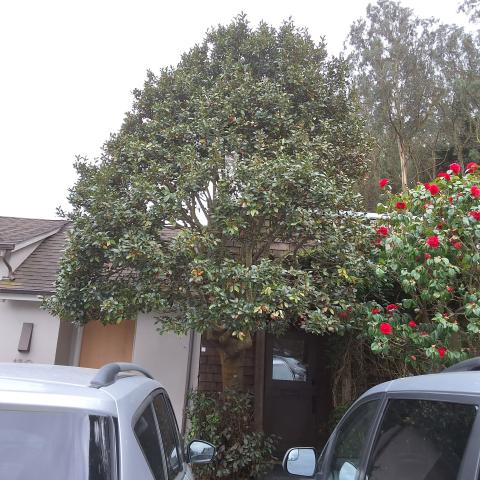 156 Woodland Avenue tree