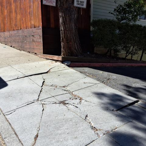 26 Las Villas Court tree