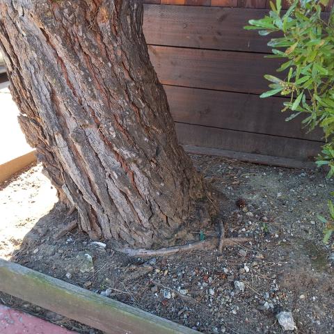 26 Las Villas Court tree