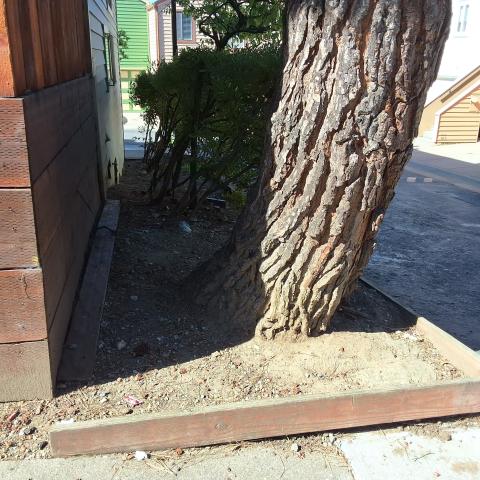 26 Las Villas Court tree