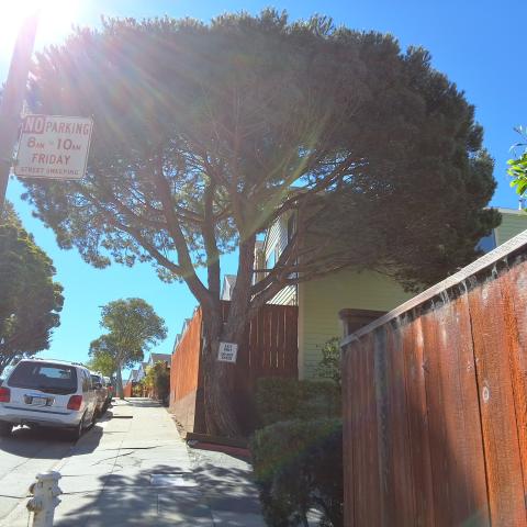 26 Las Villas Court tree