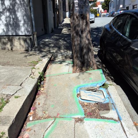 3734 Folsom Street tree