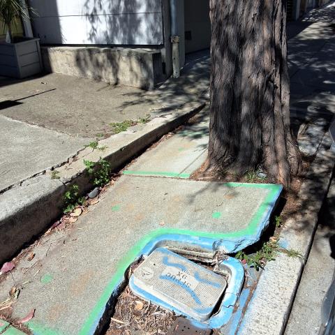 3734 Folsom Street tree