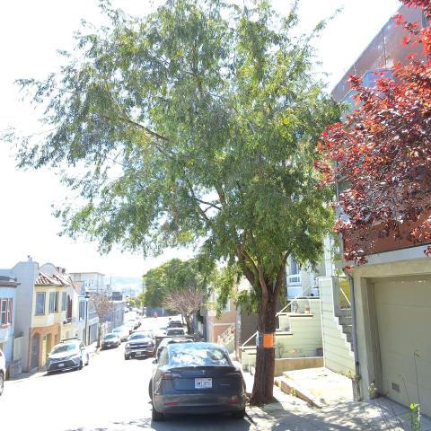 3734 Folsom Street tree