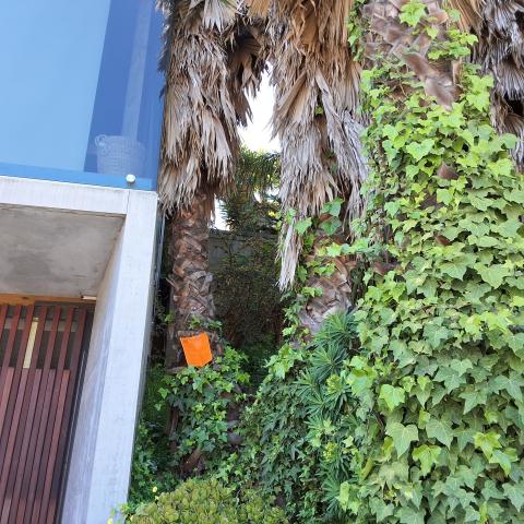 4001 20th Street tree