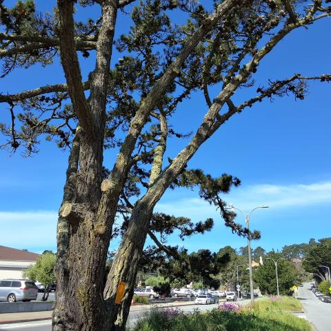 5200 Diamond Heights Blvd tree