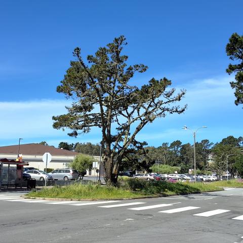 5200 Diamond Heights Blvd tree