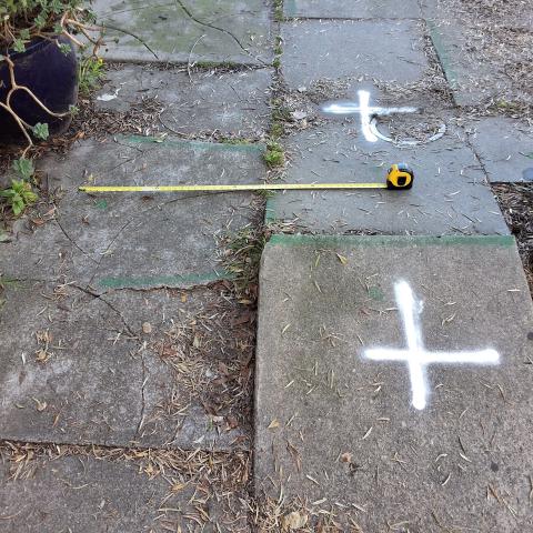 532 Peralta Avenue tree