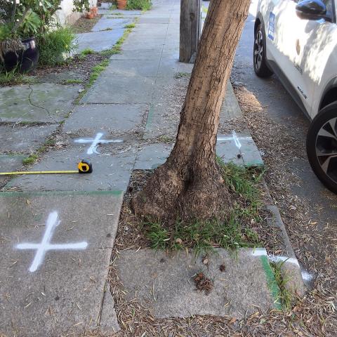 532 Peralta Avenue tree