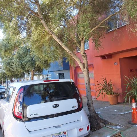 538 Peralta Ave tree