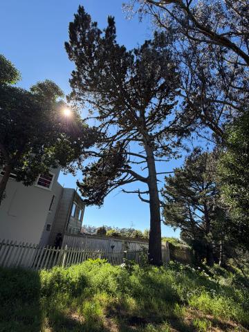 Brotherhood Open Space tree