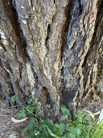 Brotherhood Open Space tree