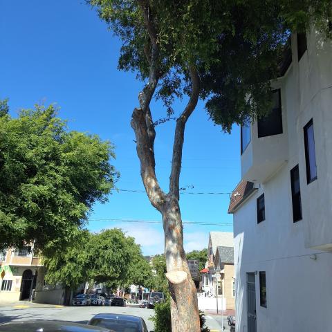 101 Persia Avenue tree