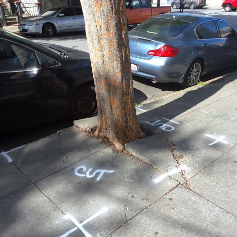 101 Persia Avenue tree