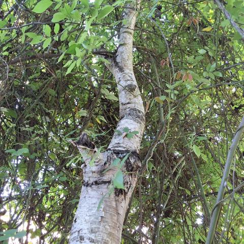 144 Laidley Street tree