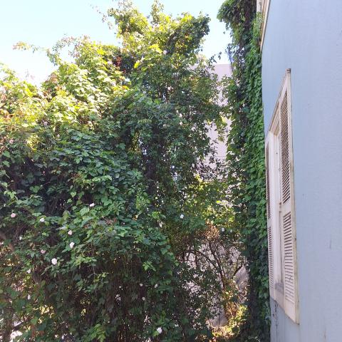 144 Laidley Street tree