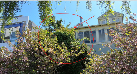 144 Laidley Street tree