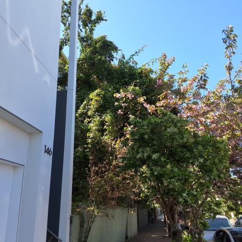 144 Laidley Street tree