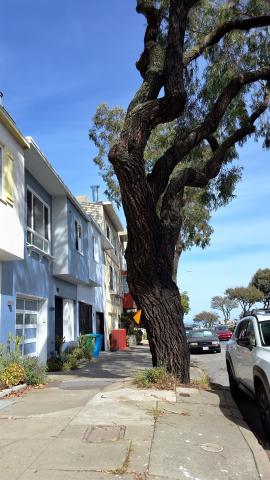 146 Monterey Boulevard tree