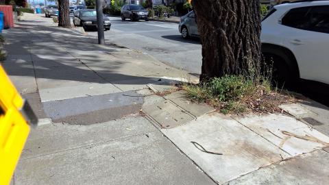 146 Monterey Boulevard tree