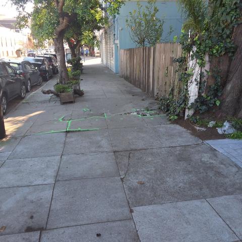 1511 Lyon Street tree