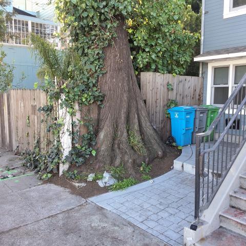 1511 Lyon Street tree