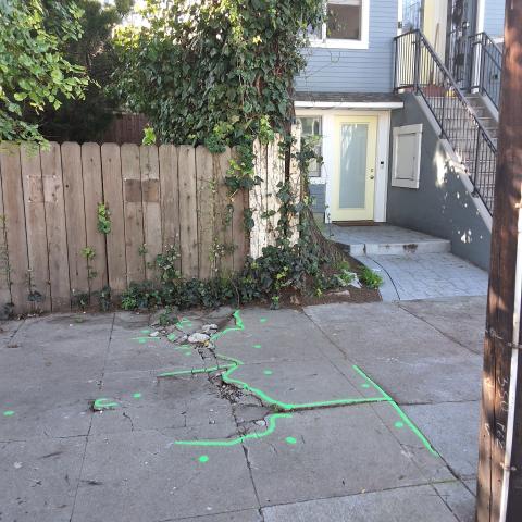 1511 Lyon Street tree