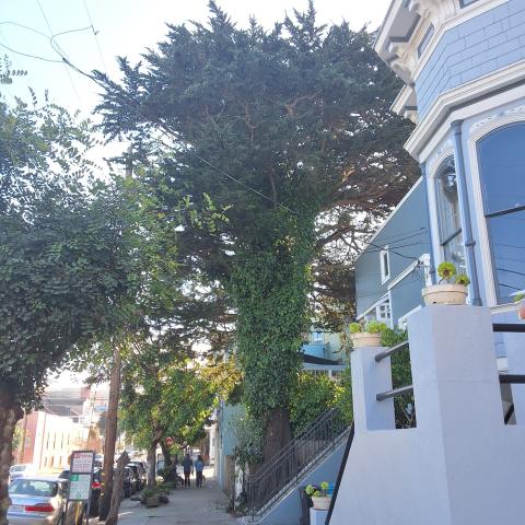 1511 Lyon Street tree