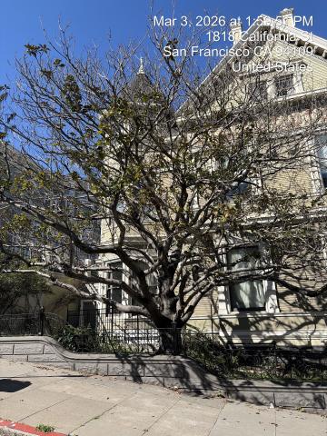 1800 California Street tree