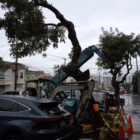 219 Missouri Street tree