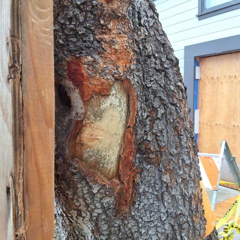 219 Missouri Street tree