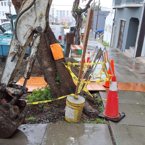 219 Missouri Street tree