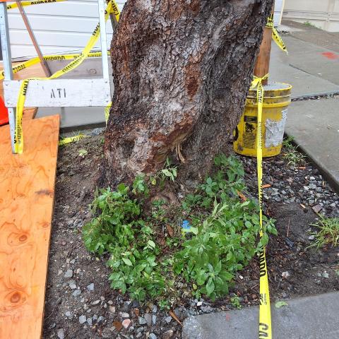 219 Missouri Street tree