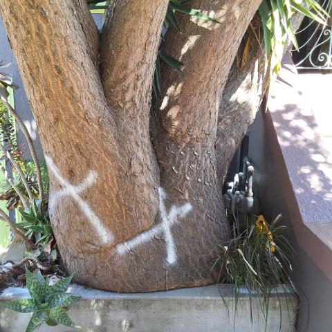 228 Randall Street tree