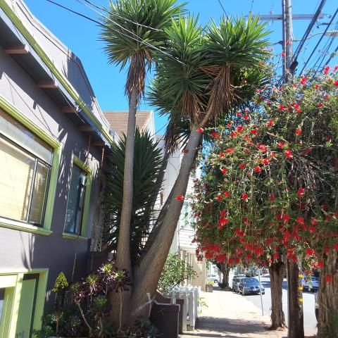 228 Randall Street tree