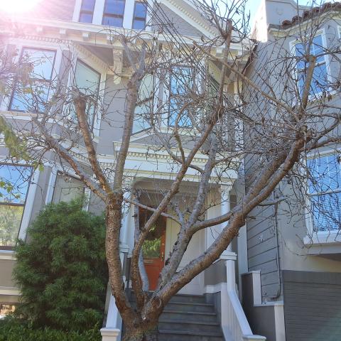 250 Fair Oaks Street tree