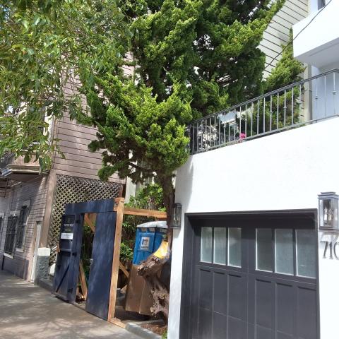 708 Cole Street tree