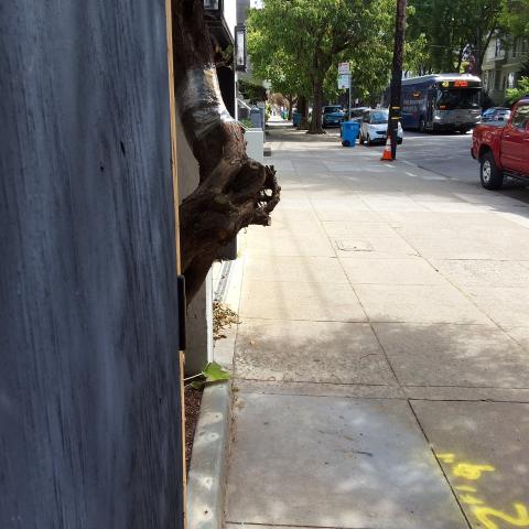 708 Cole Street tree