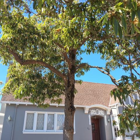 715 Victoria Street tree