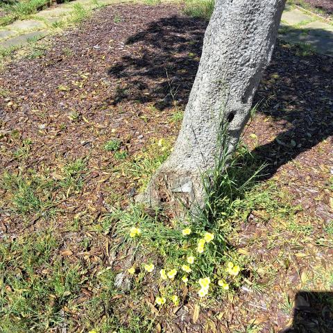 715 Victoria Street tree