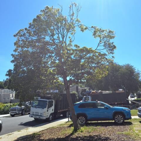 715 Victoria Street tree